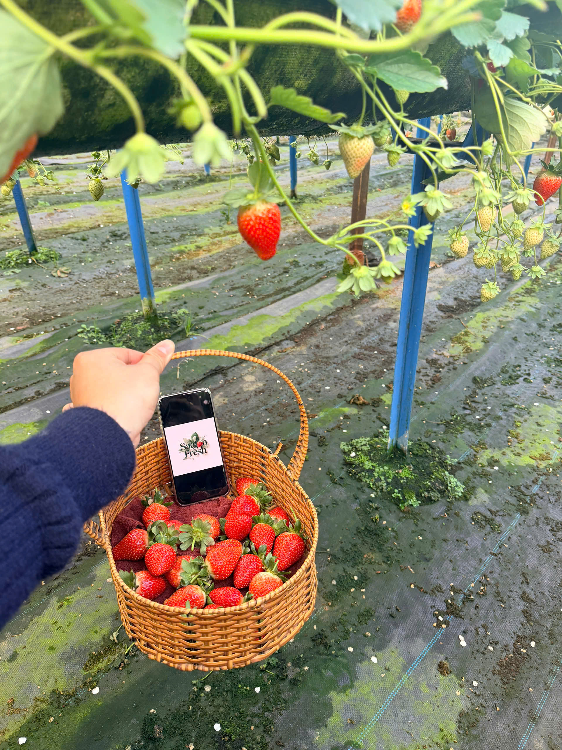 Dâu tây Đà Lạt